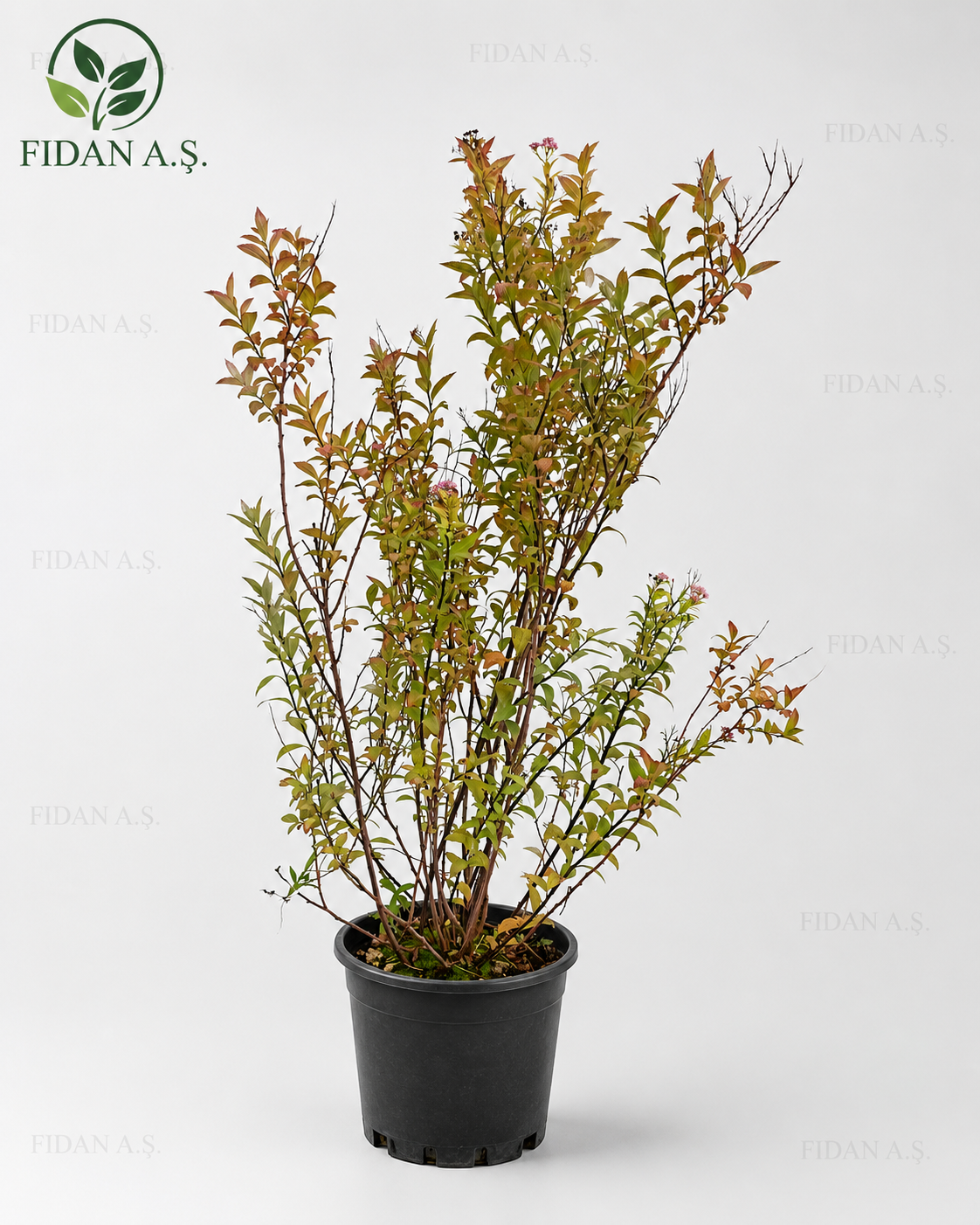 spiraea